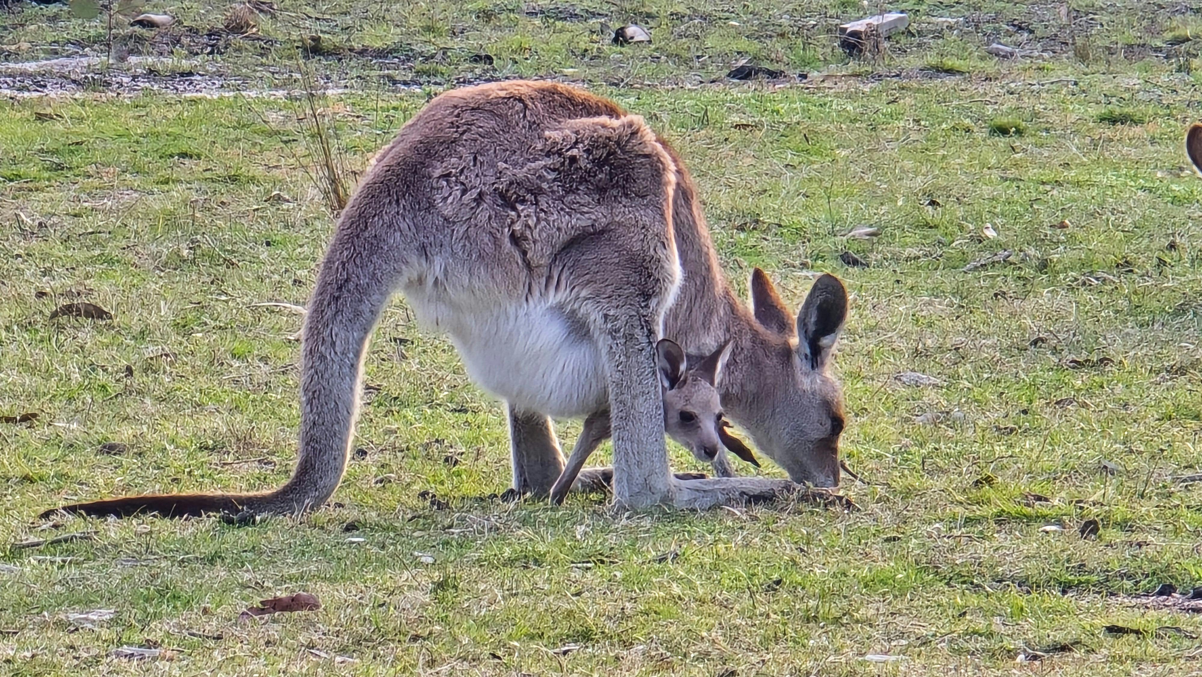 Camp ground kangaroos