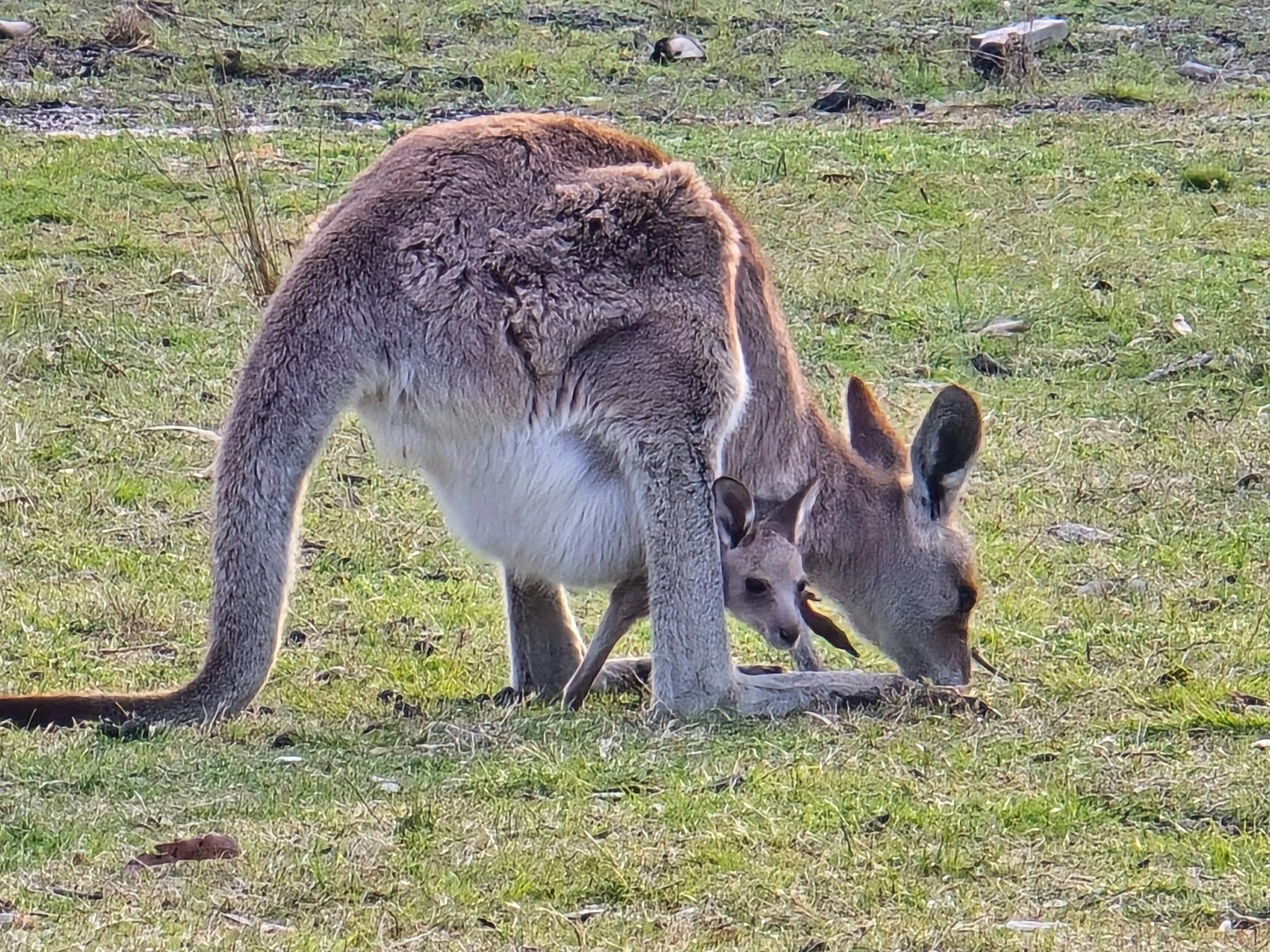 Mother and joey kangaroo eating grass Mother and joey kangaroo eating grass