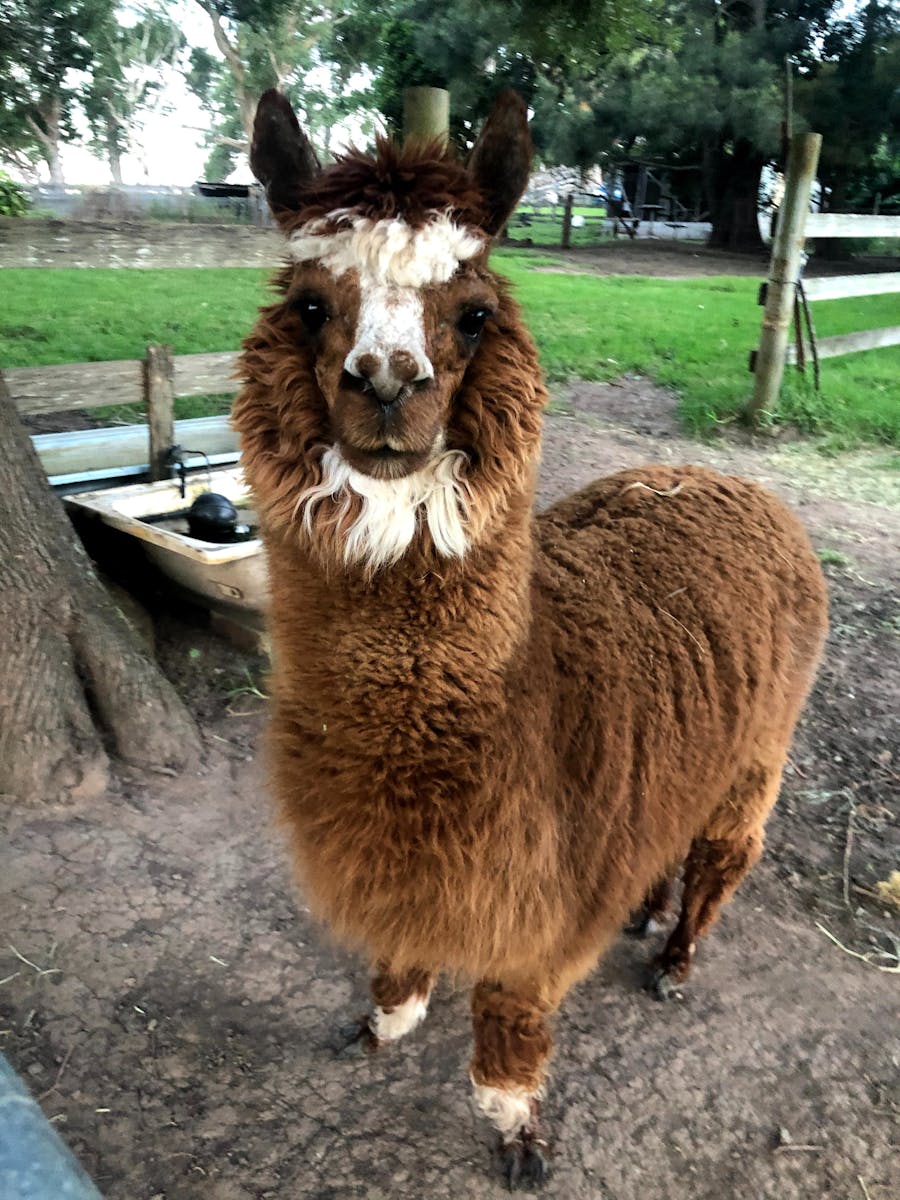 One of our alpacas