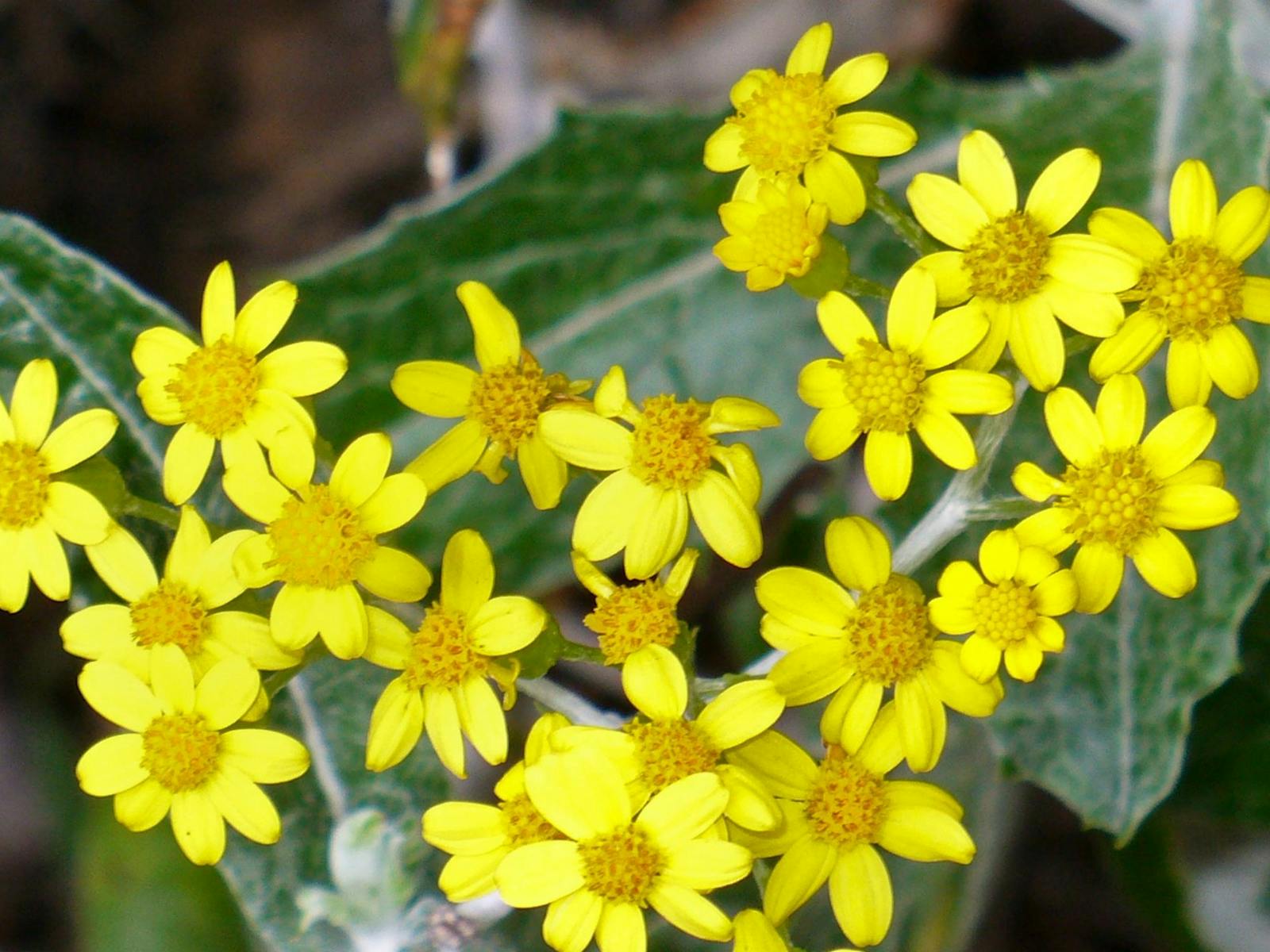The Rock Nature Reserve - Kengal Aboriginal Place，The Rock 野餐区。照片：C Killick