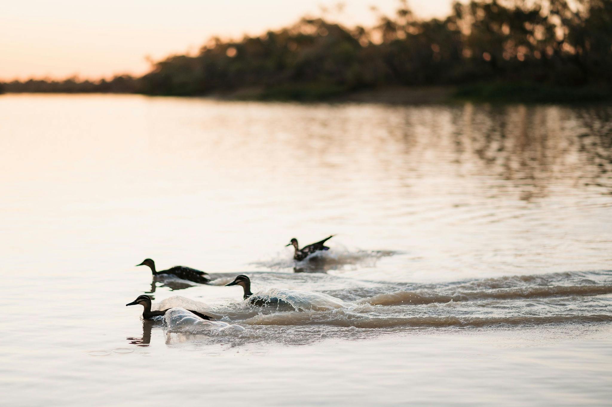 Birdlife on the cruise