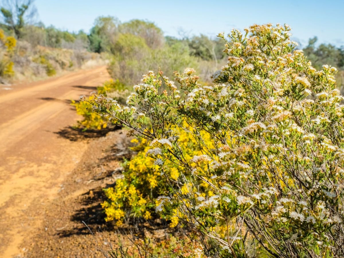 A variety of wildflowers adorn the sides of the road.