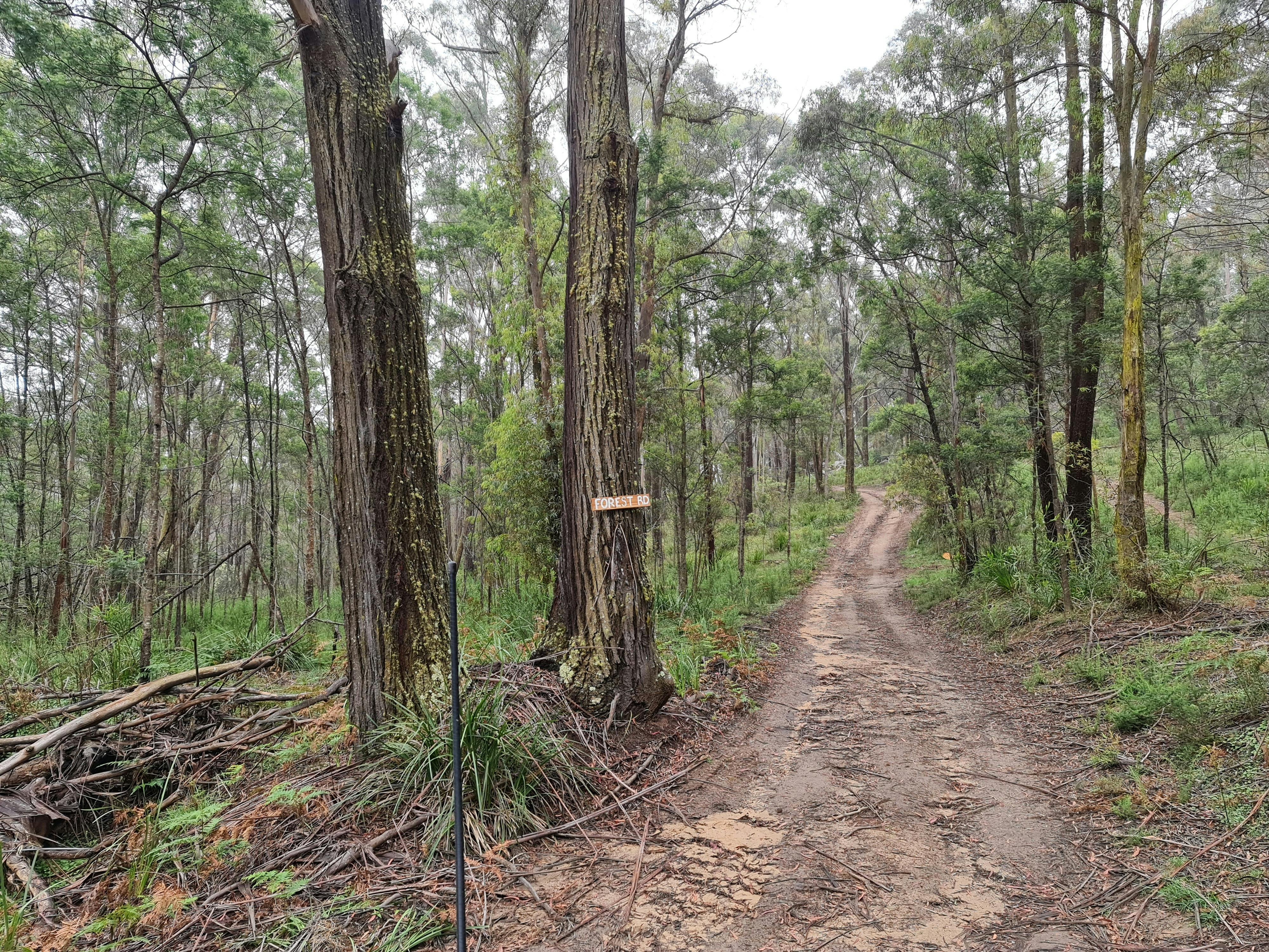 Signposted Forest Trails for bushwalking
