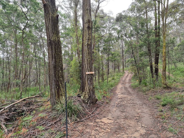 Signposted Forest Trails for bushwalking