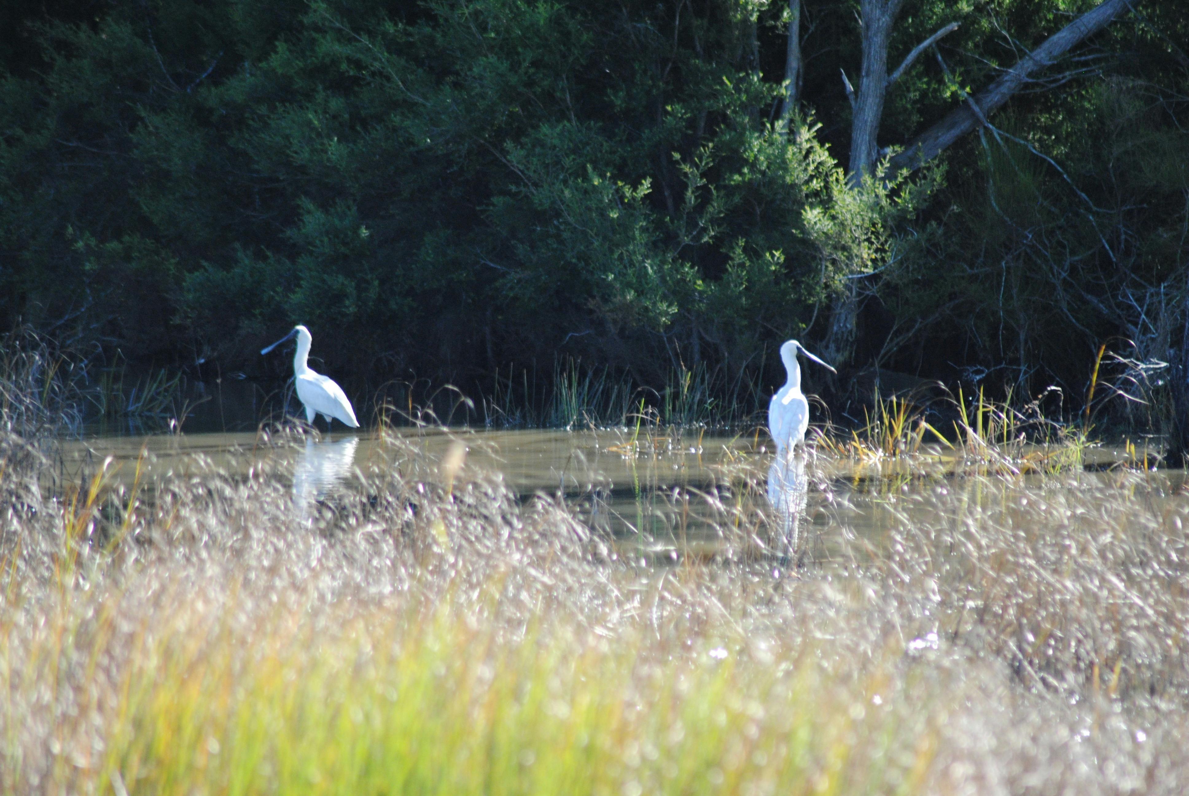 photo of two shore birds wading in a waterway at Burrum Heads