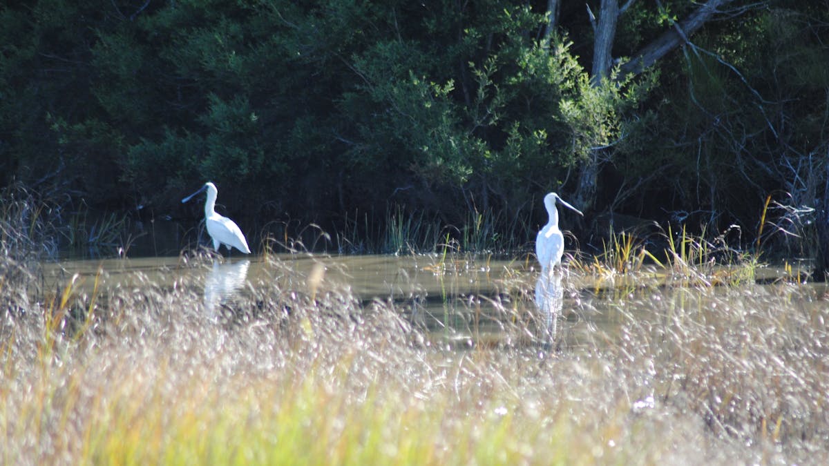 photo of two shore birds wading in a waterway at Burrum Heads