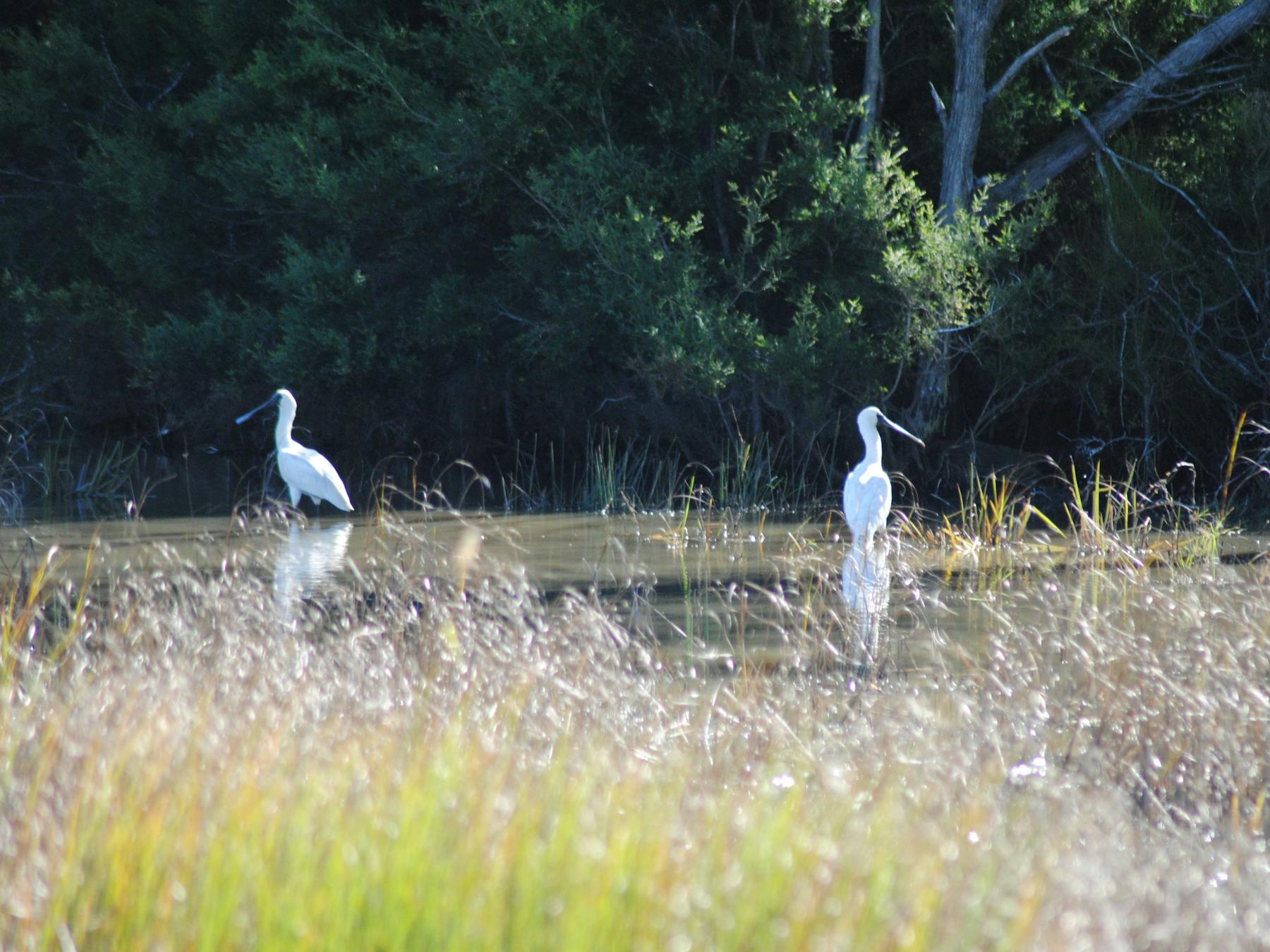 photo of two shore birds wading in a waterway at Burrum Heads