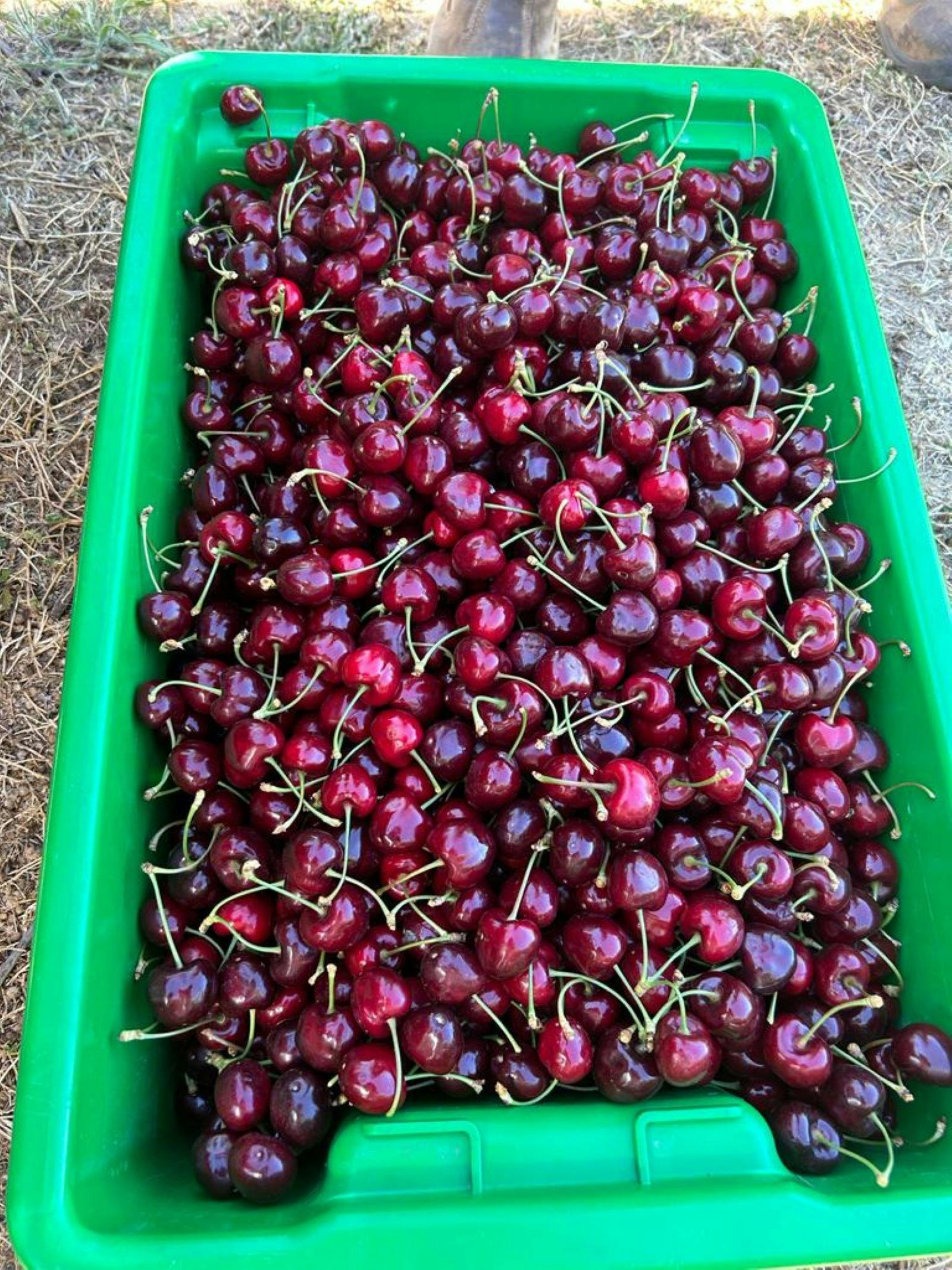 Big crate full of cherries.