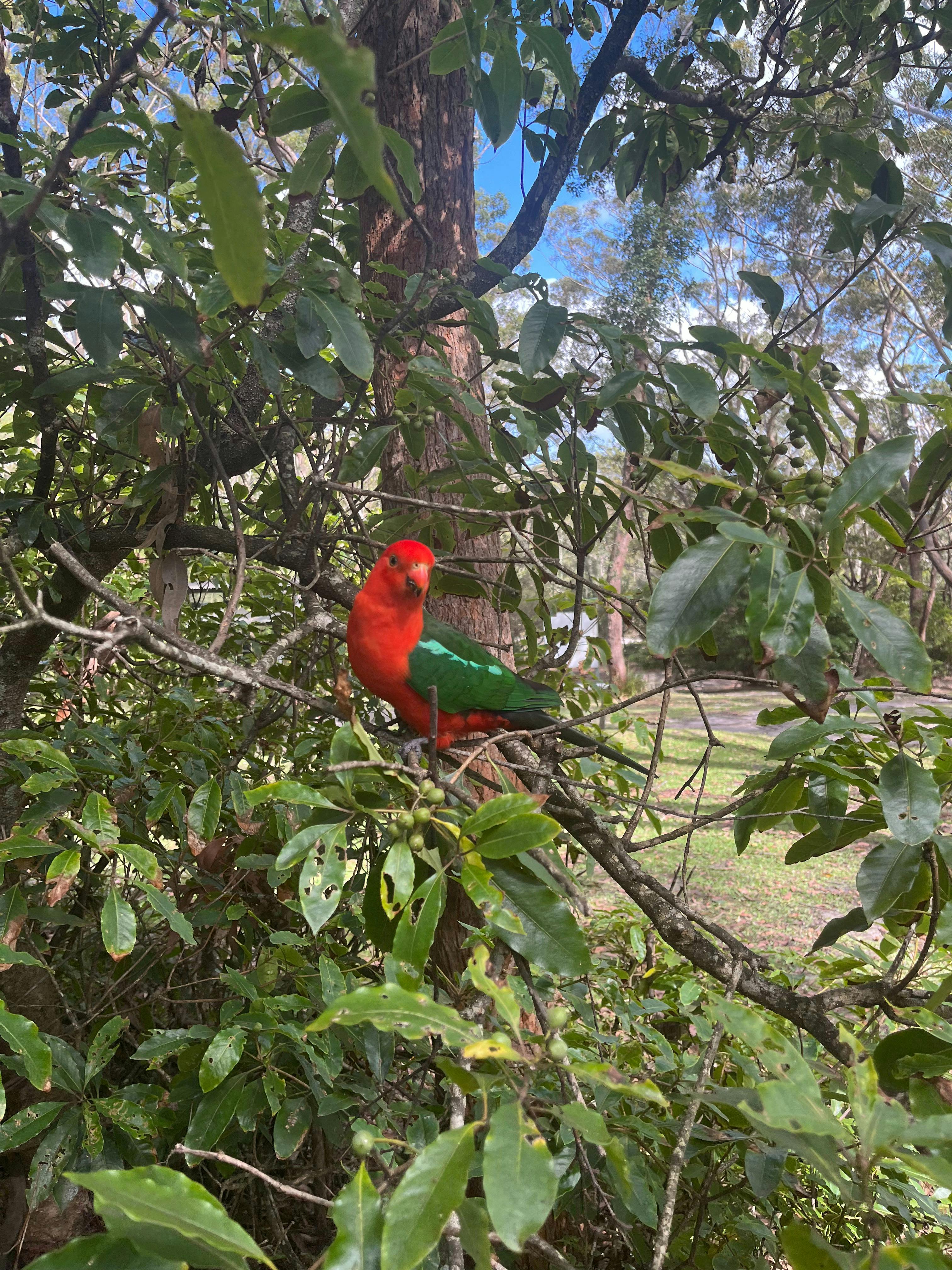 Green Patch Wildlife