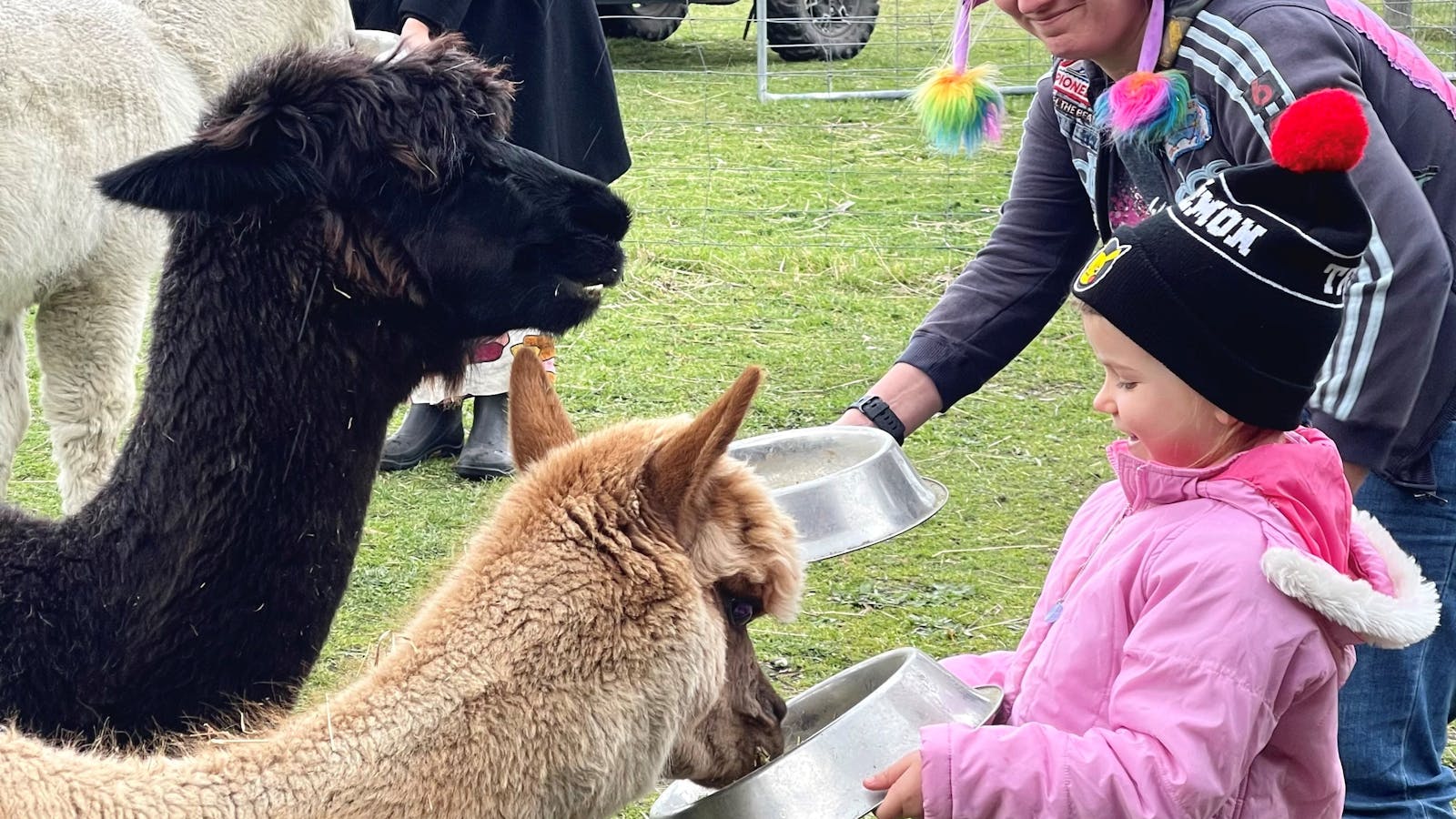 Feeding some friendly aplacas