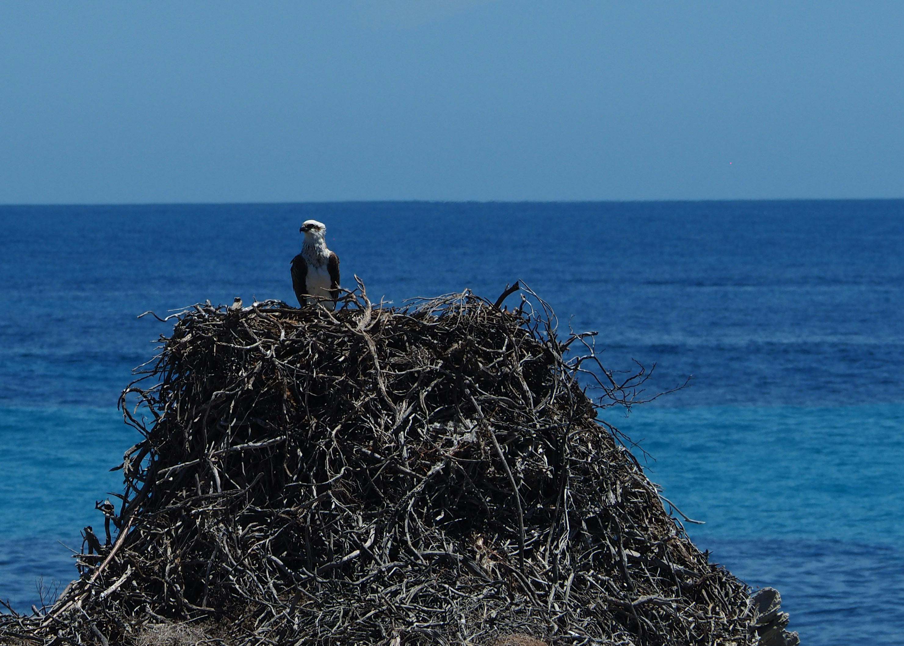 Osprey standing on a huge nest of sticks
