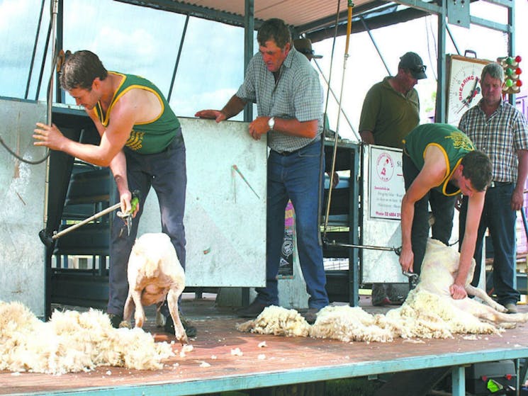 Dunedoo Show