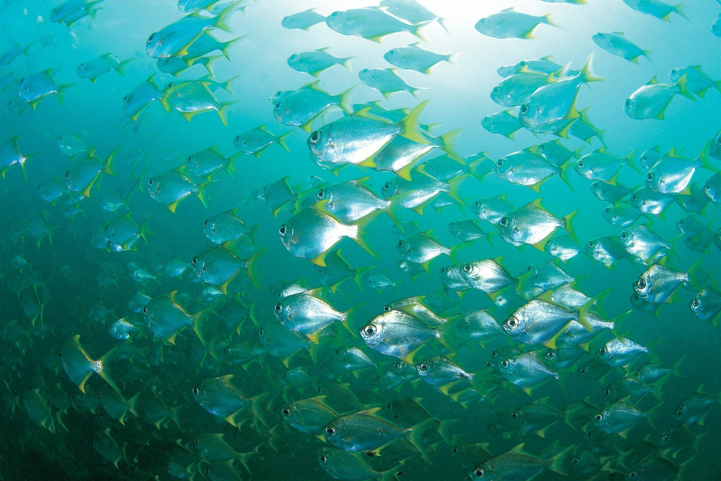 School of western pomfred fish, near Busselton Jetty, Western Australia