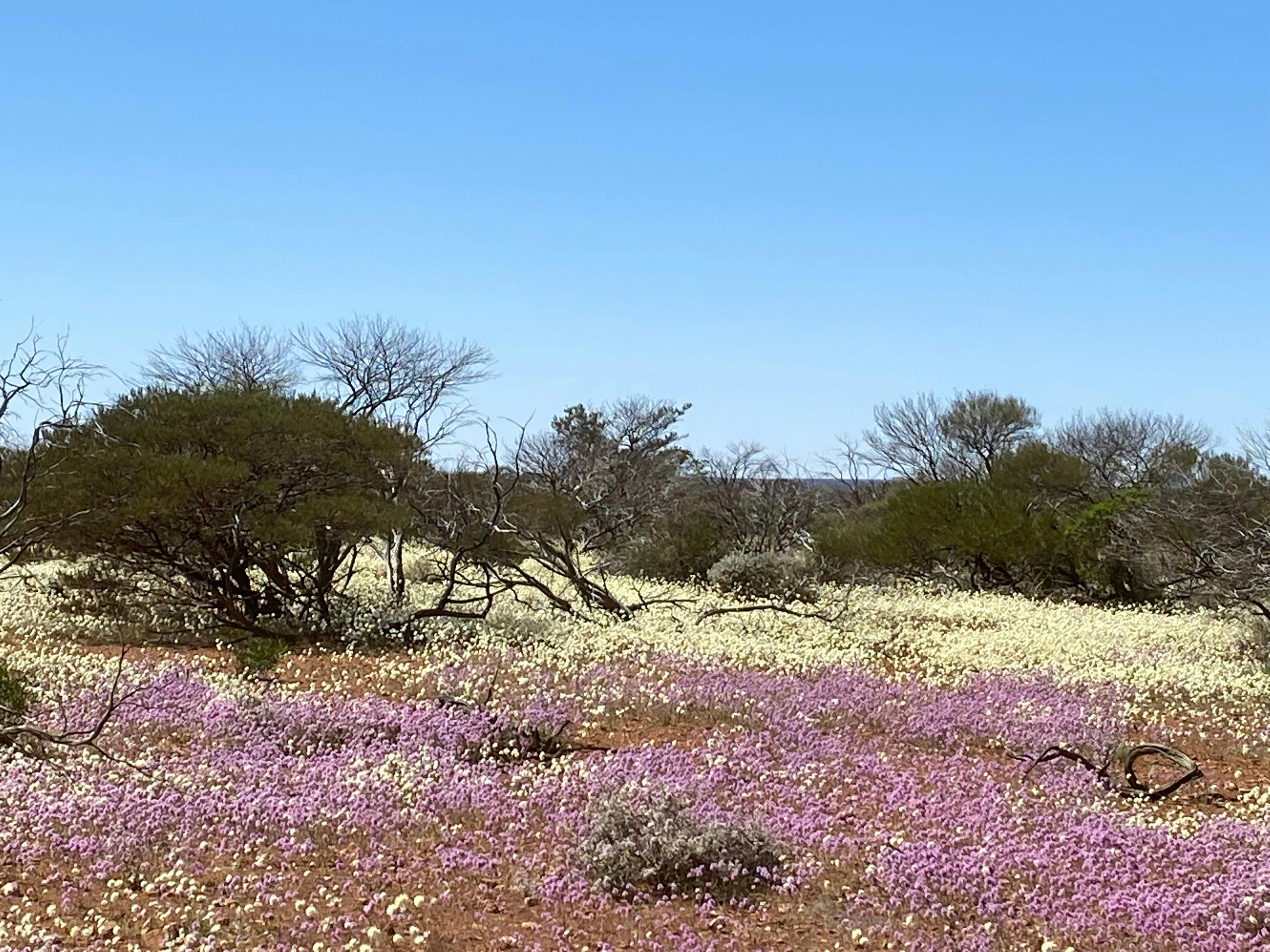 4 Day Northern Wildflower Tour