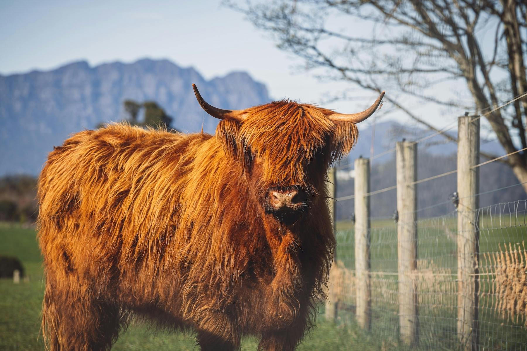 Highland cow standing in a paddock with Mount Roland in the background
