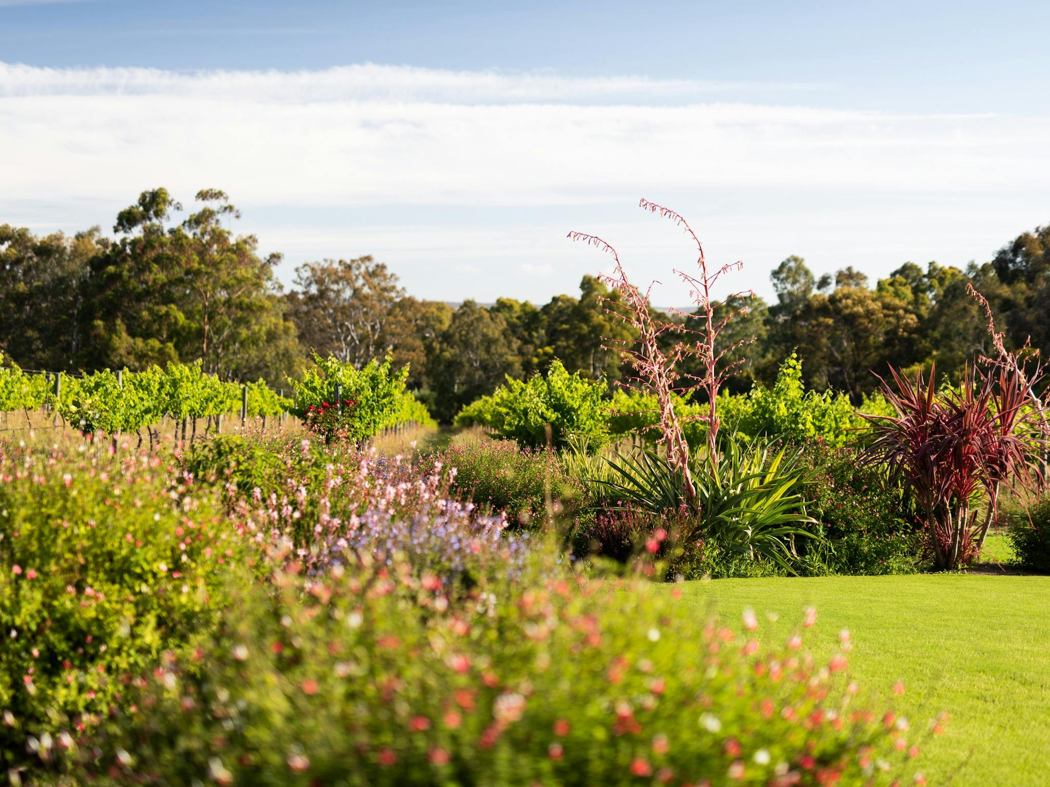 Cellar door garden and lawn