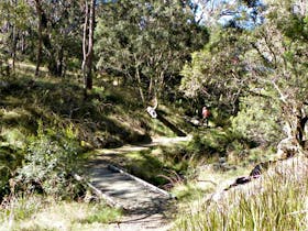 Wollomombi Walking Track