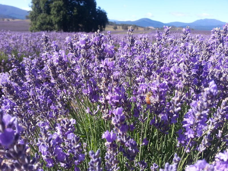 Bridestowe Lavender Farm