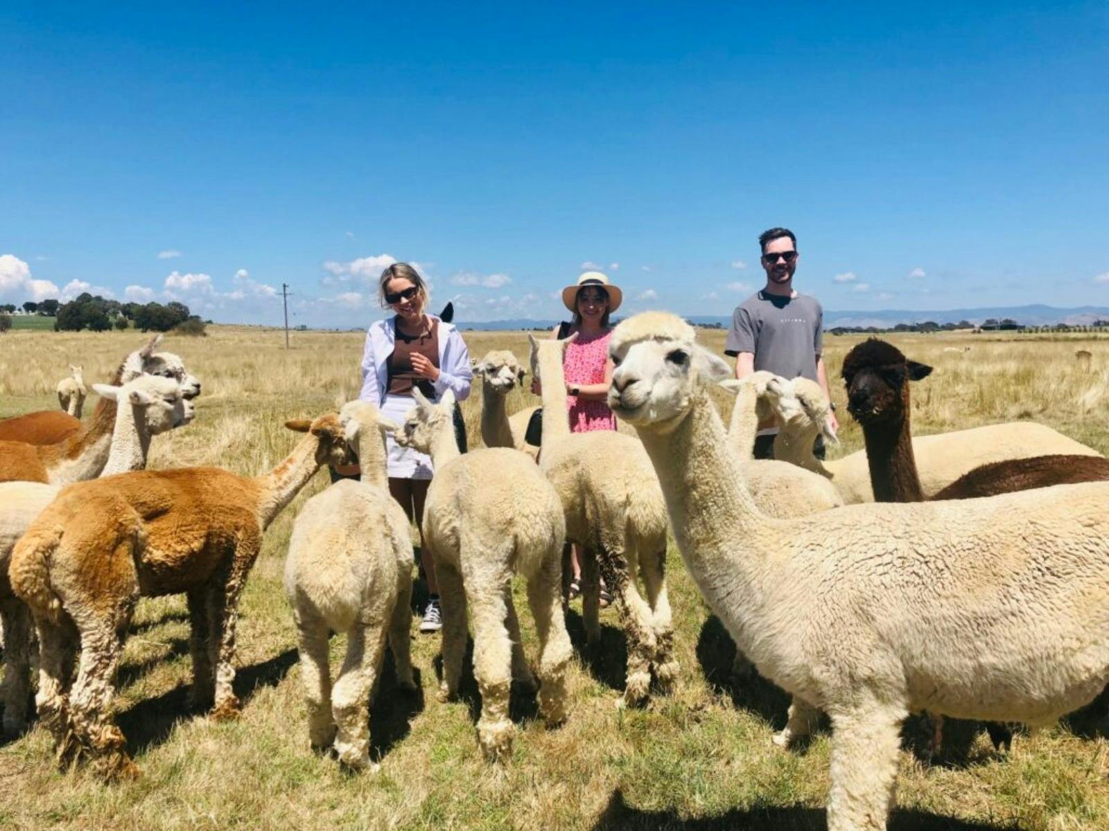 Blackwattle Alpaca Farm