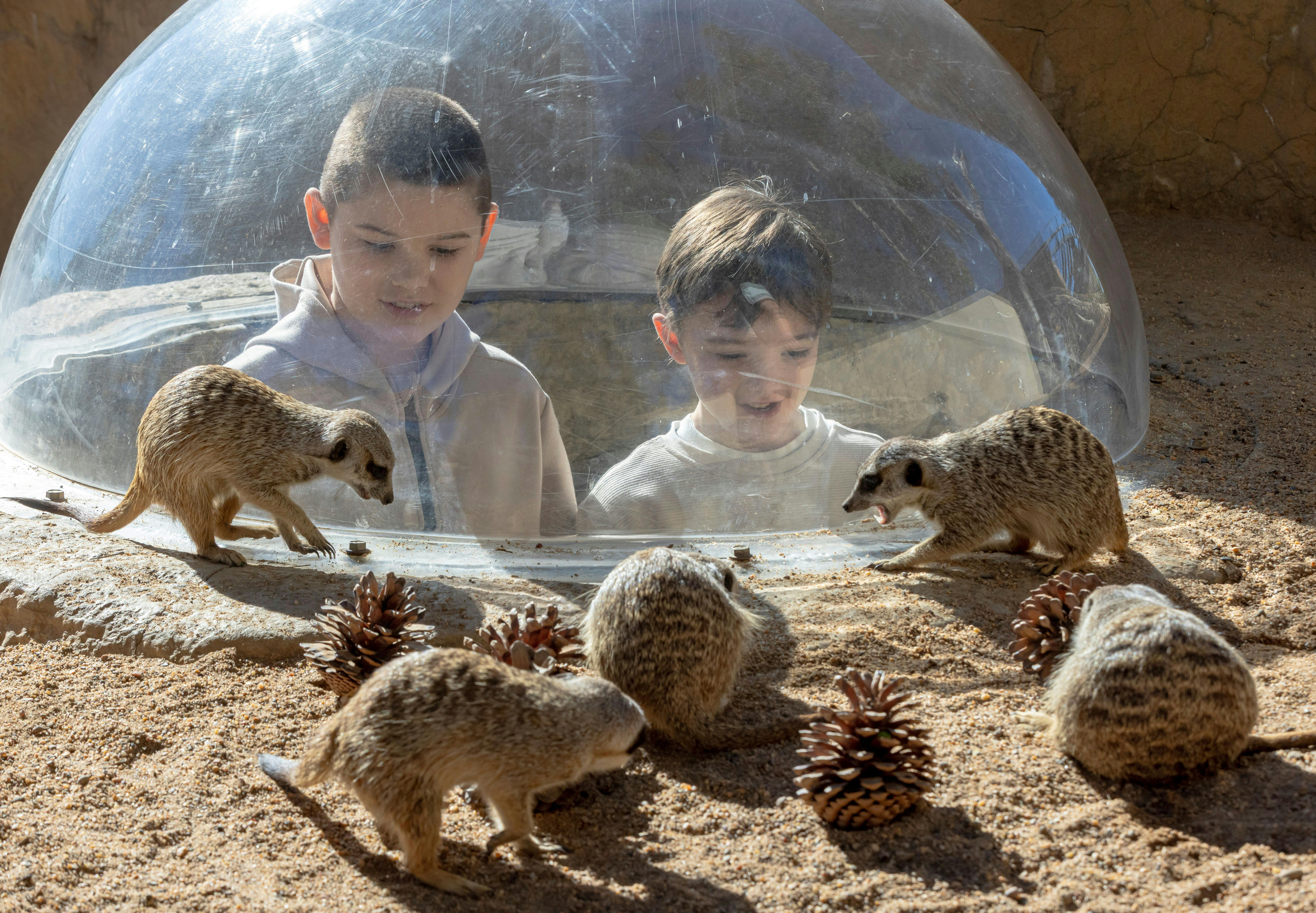 在塔龍加西部平原動物園與狐狸獴群親密接觸