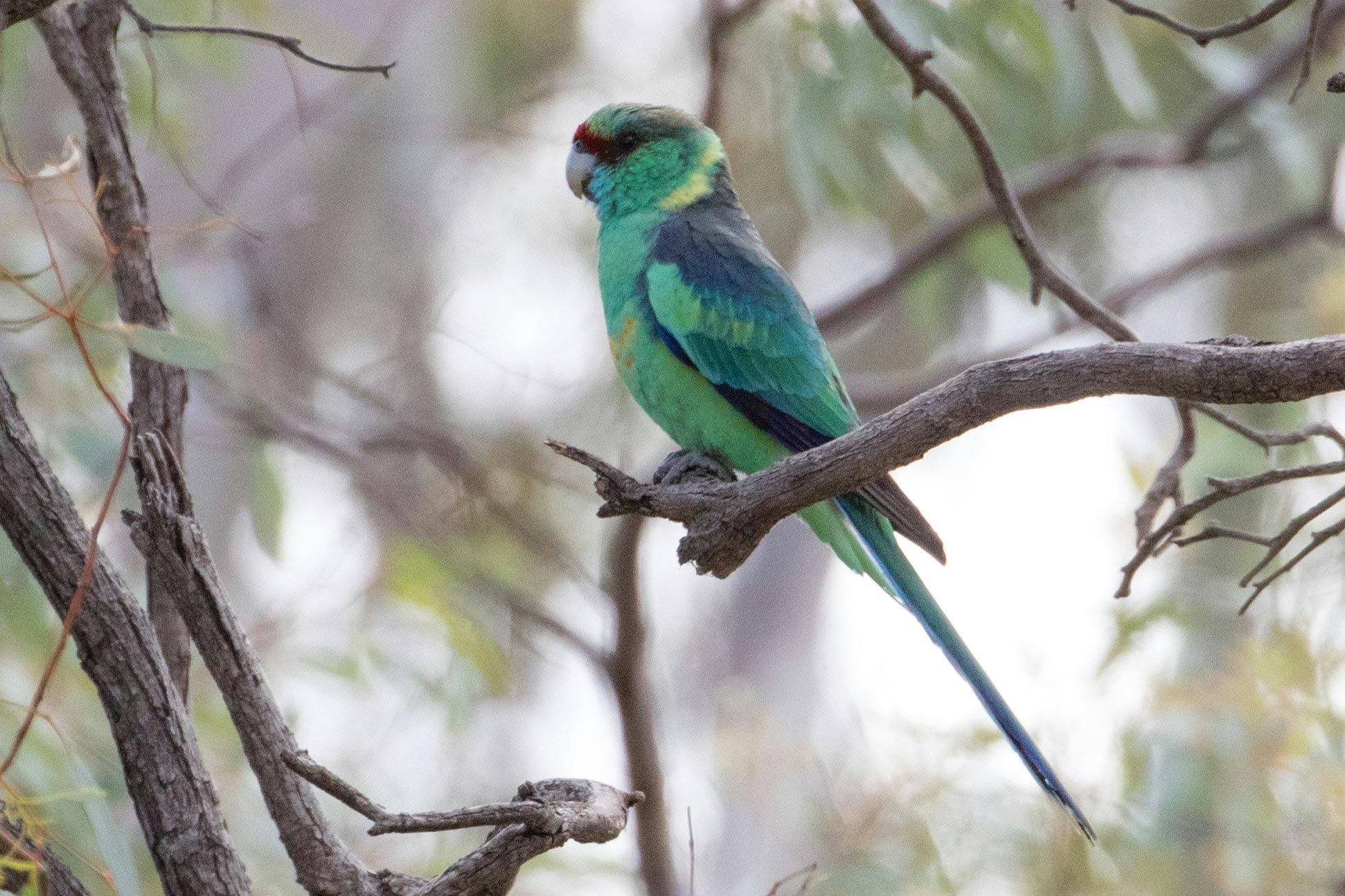 Mallee and Outback Birds of Victoria and Mungo