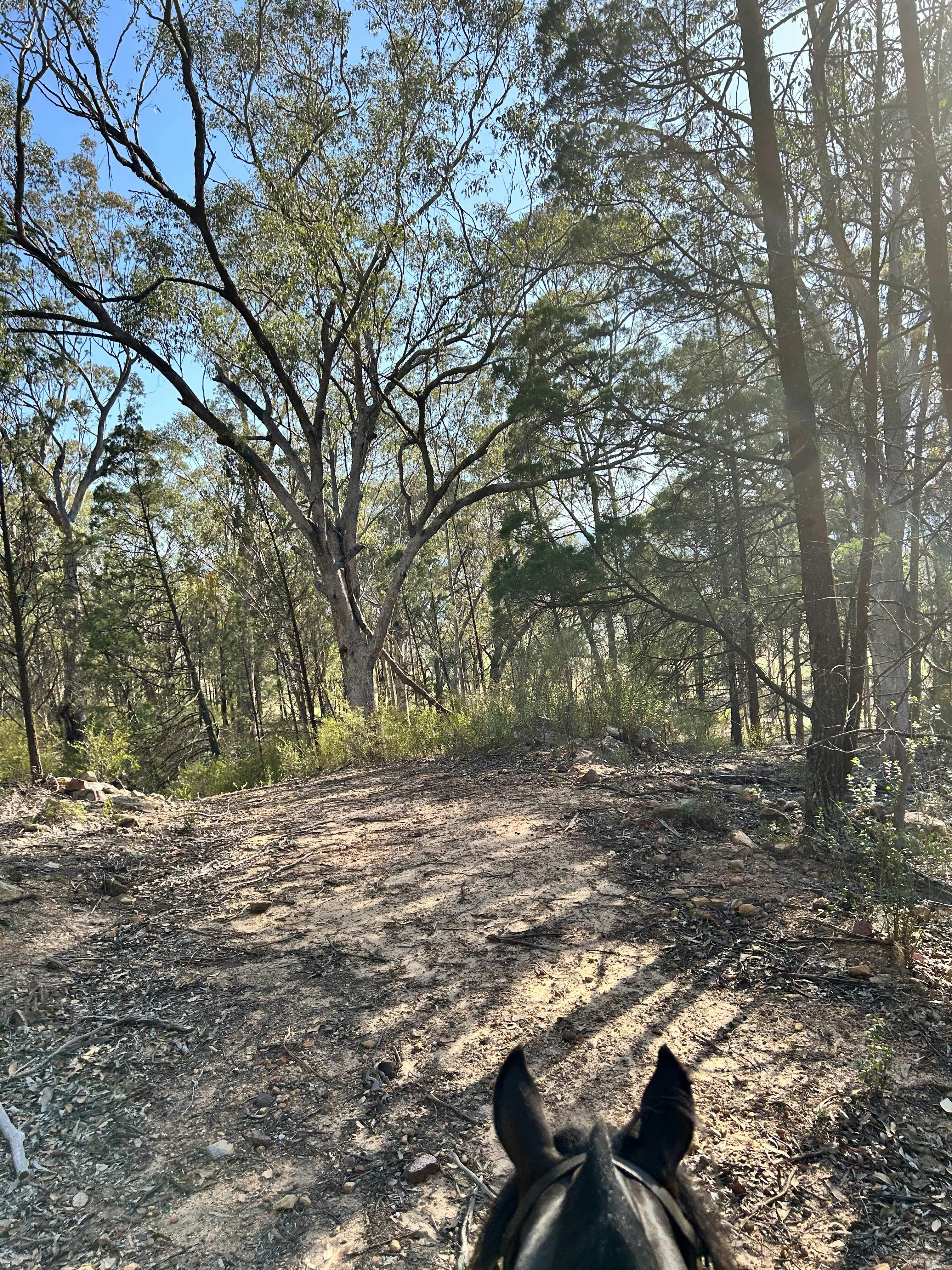 Fire trail at the edge of the campground