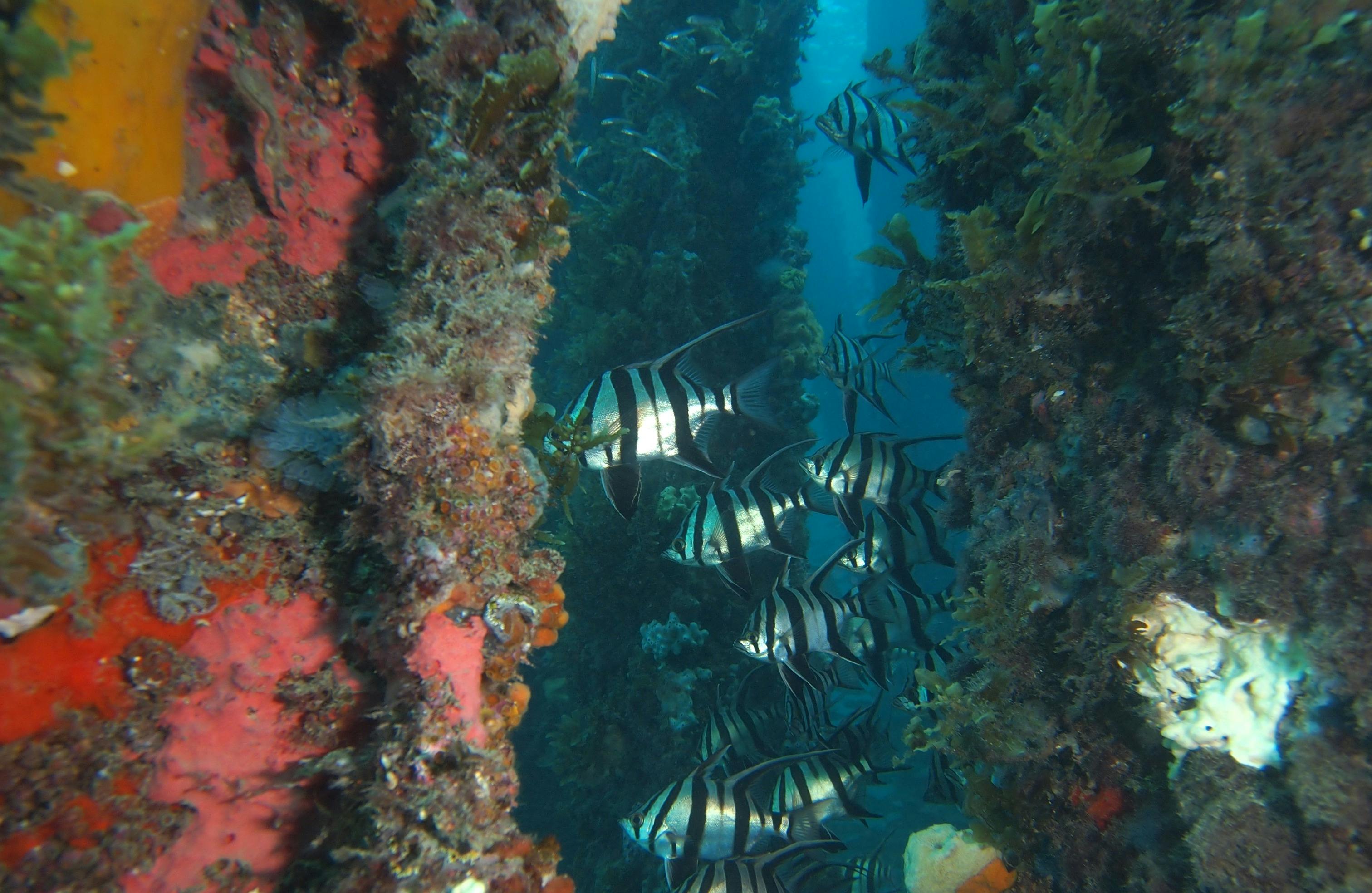 School of Old Wives amongst the pilons of old Rapid Bay Jetty