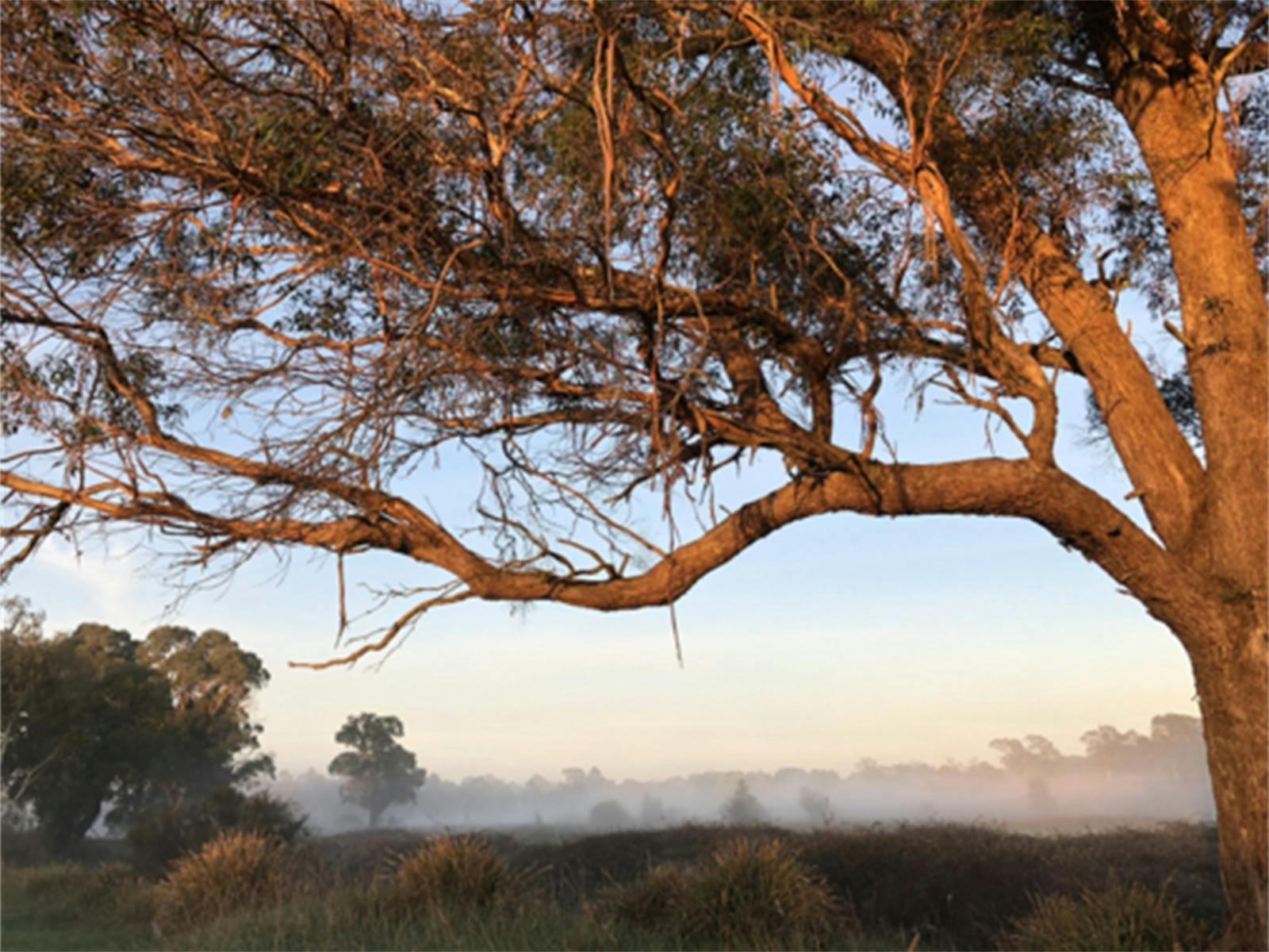ボンボンコモン