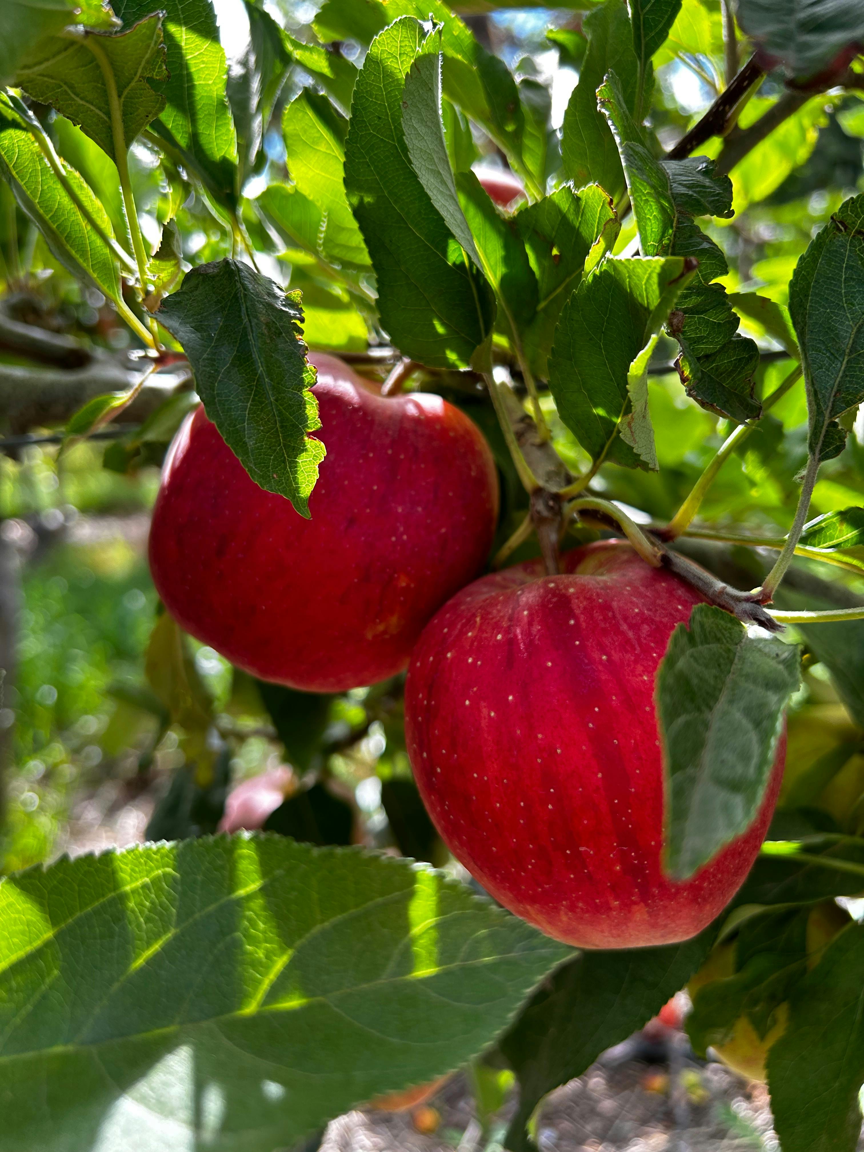 @Lenswood Pick Your Own Apples in Autumn
