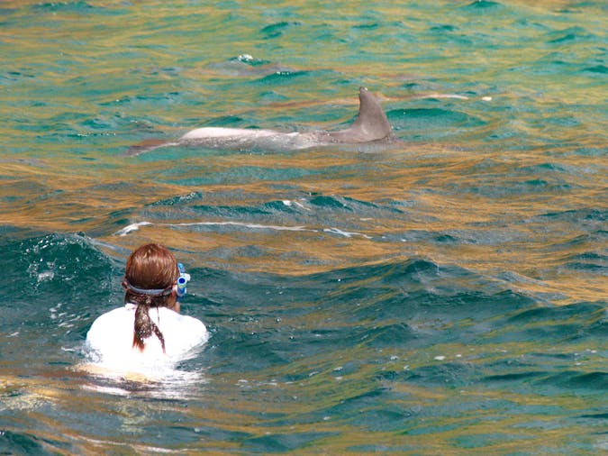 The Island Explorer Tour KIMT02 wild dolphin swim