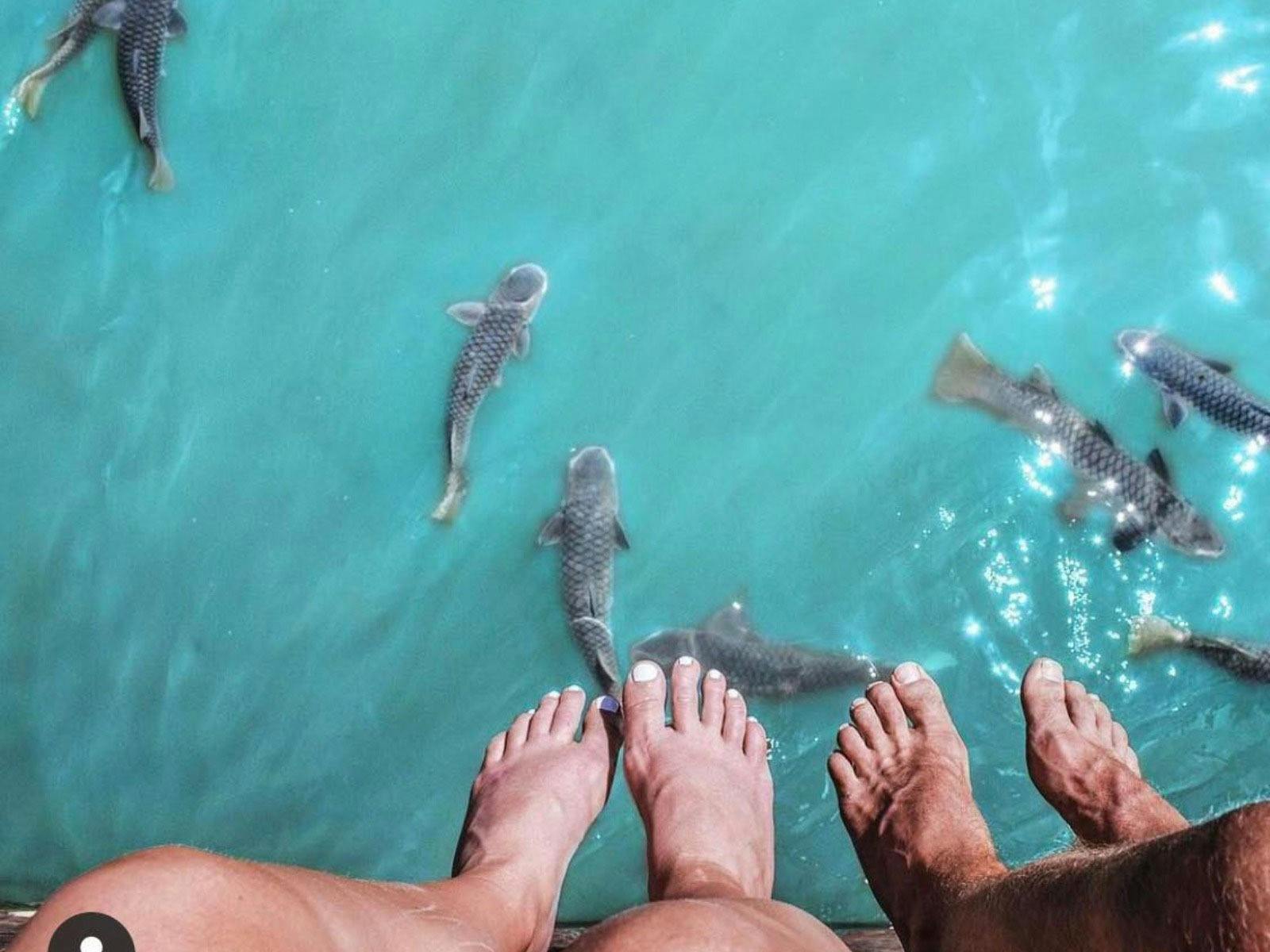 looking down on the fish