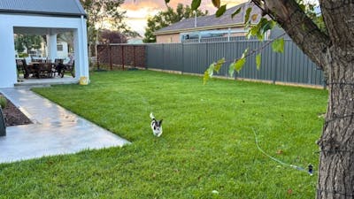 Backyard