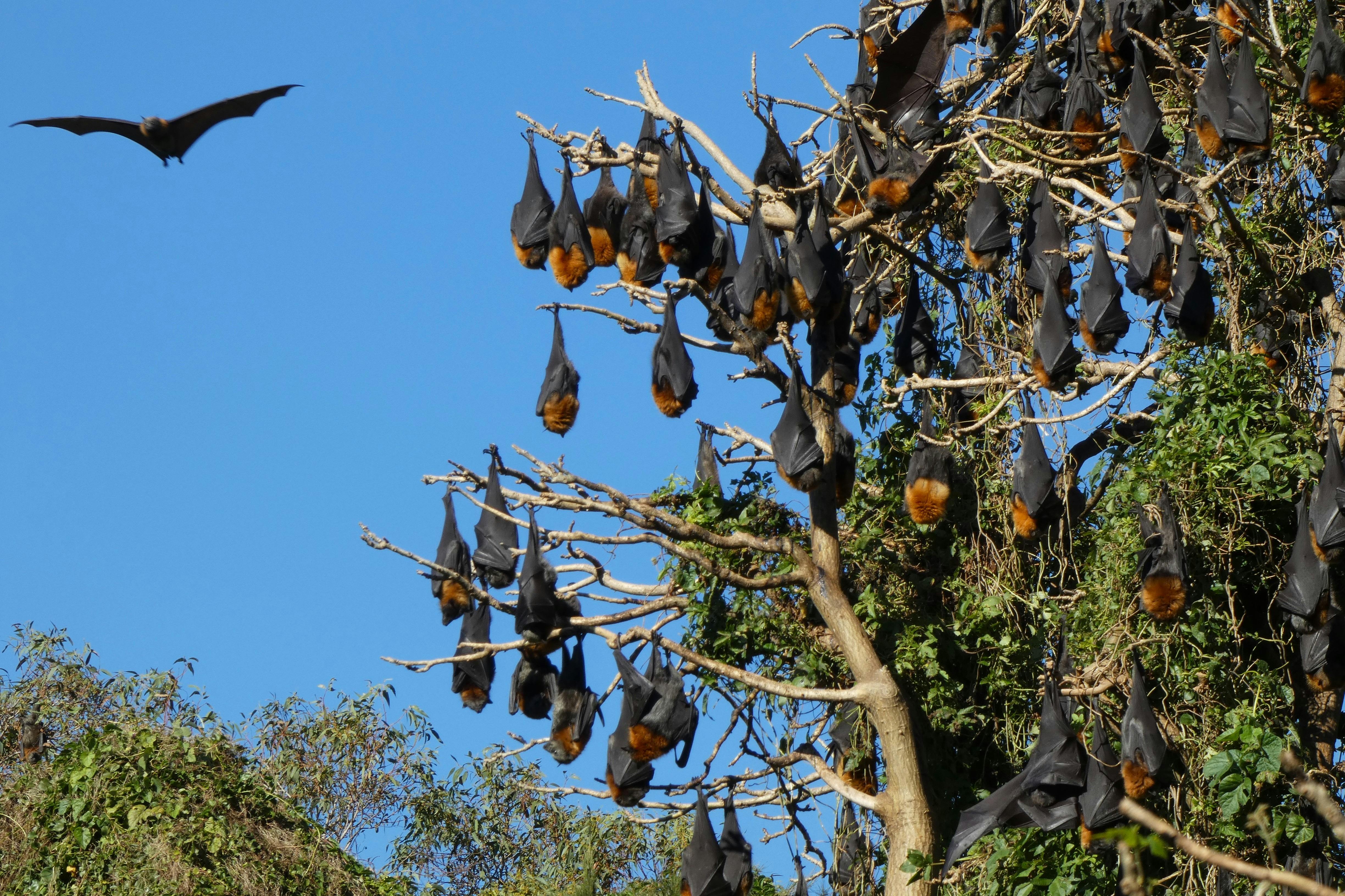 Grey-headed flying fox colony in tree