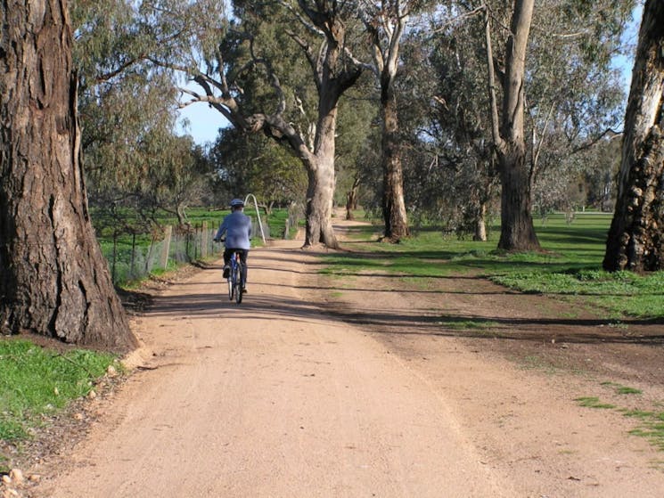 Person riding their bike along the dirt track with the Golf course on one side, trees on the other.