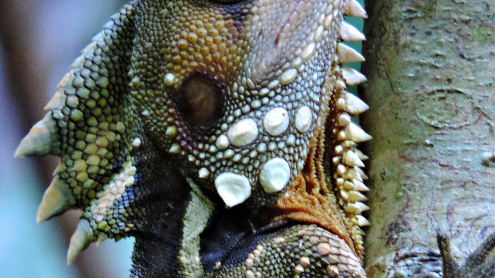 Boyd's Forest Dragon at Noah Valley with Tony's Tropical Tours