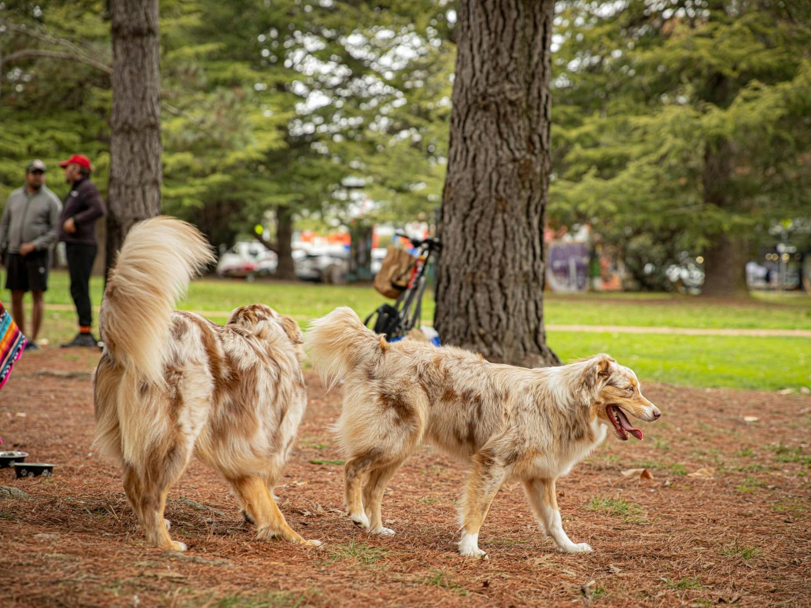 The Great Treat Hunt Paws Party