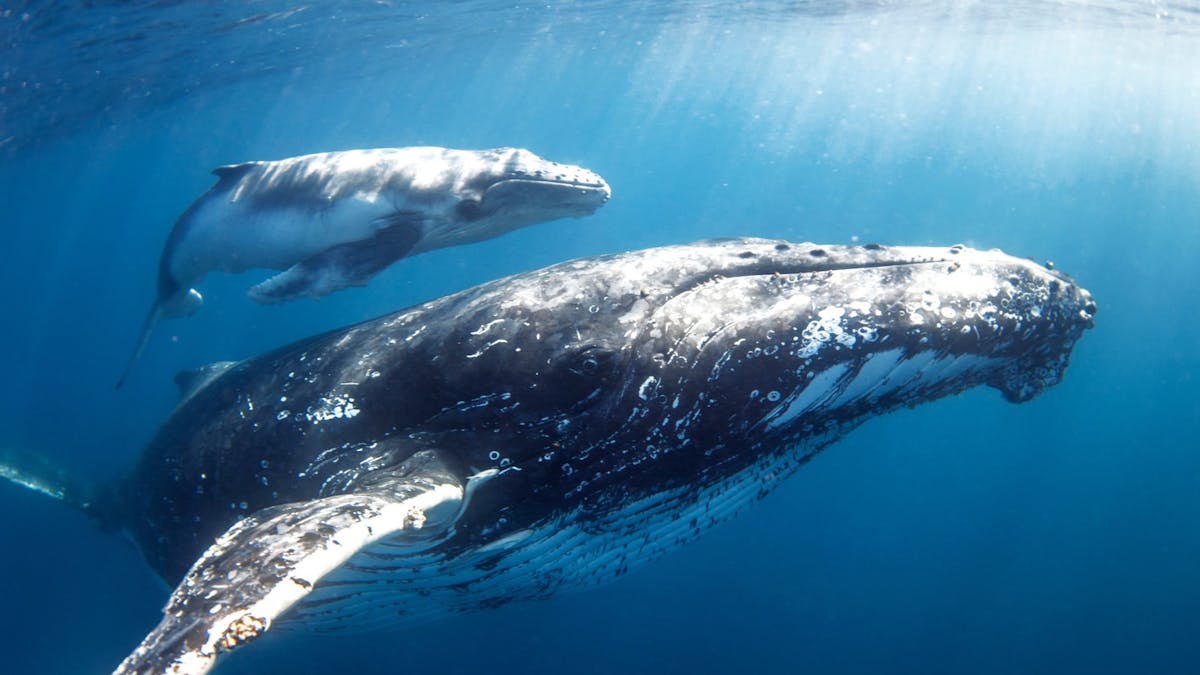 Humpback Whale with a calf