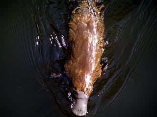 Wild Platypus  (formerly All Things Wild At Burnie)