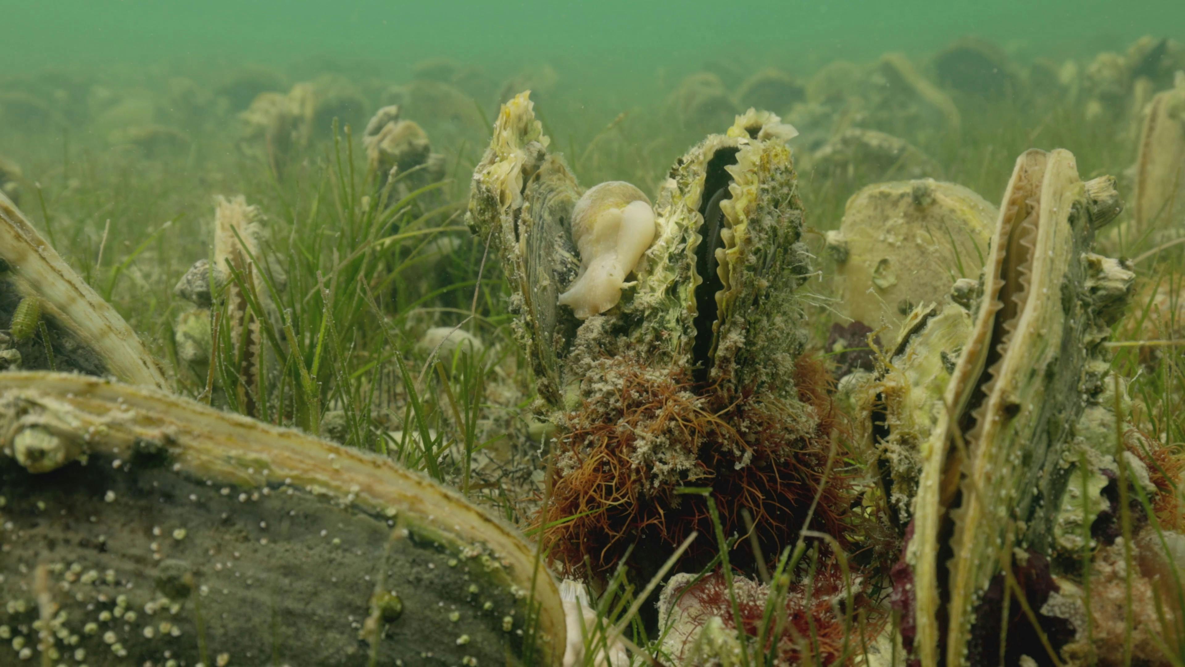 Oysters partly open in a green sea