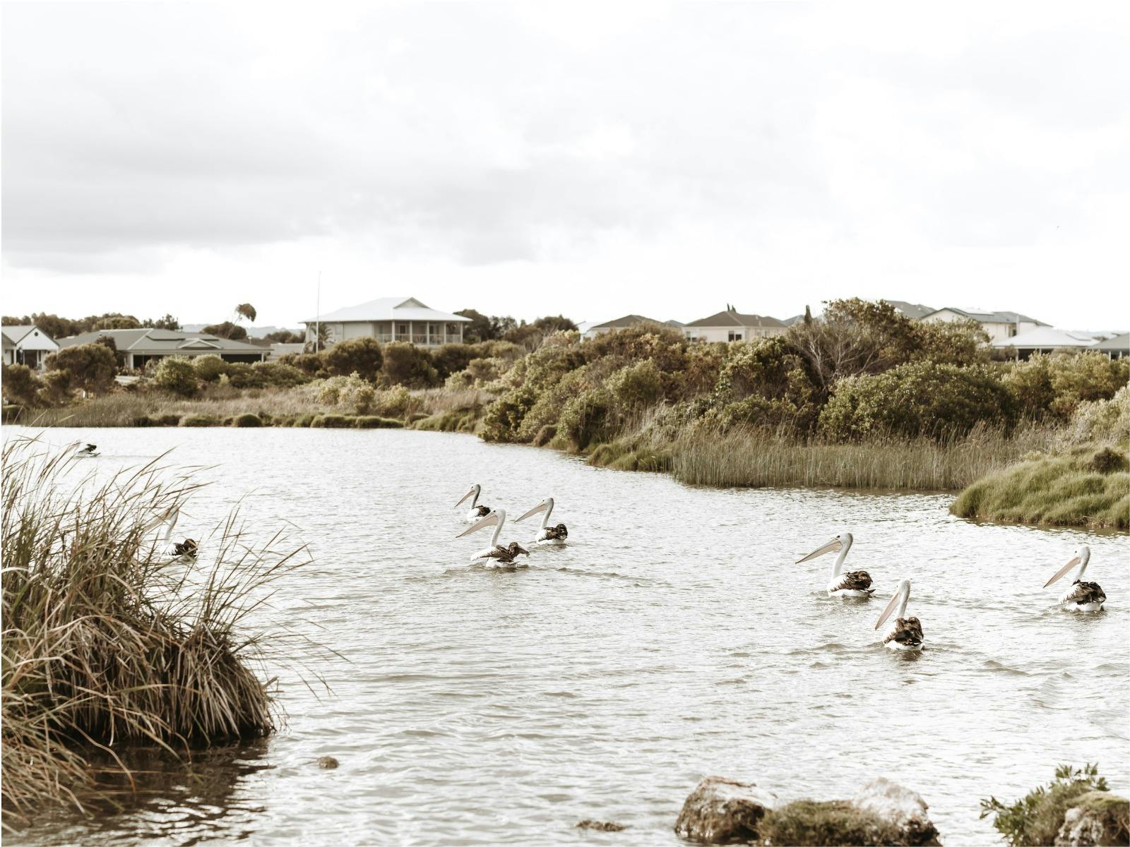 Pelican swimming through Coorong Quays