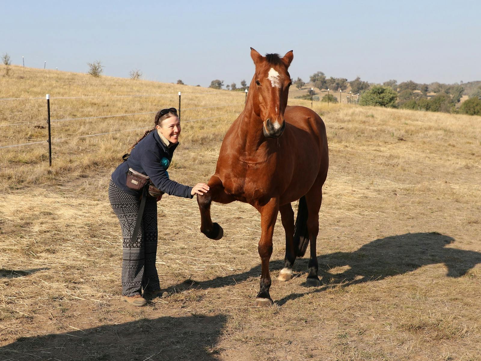 Horse with front right knee raised off the ground touching the hand of a female human.