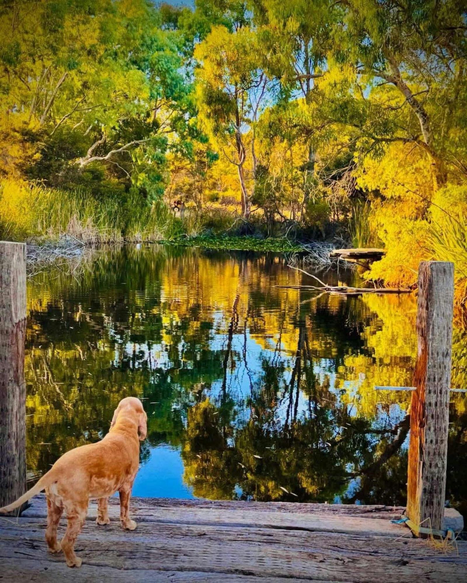 Doggy guest