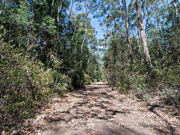 Turners walking track, Watagans National Park. Photo: John Spencer