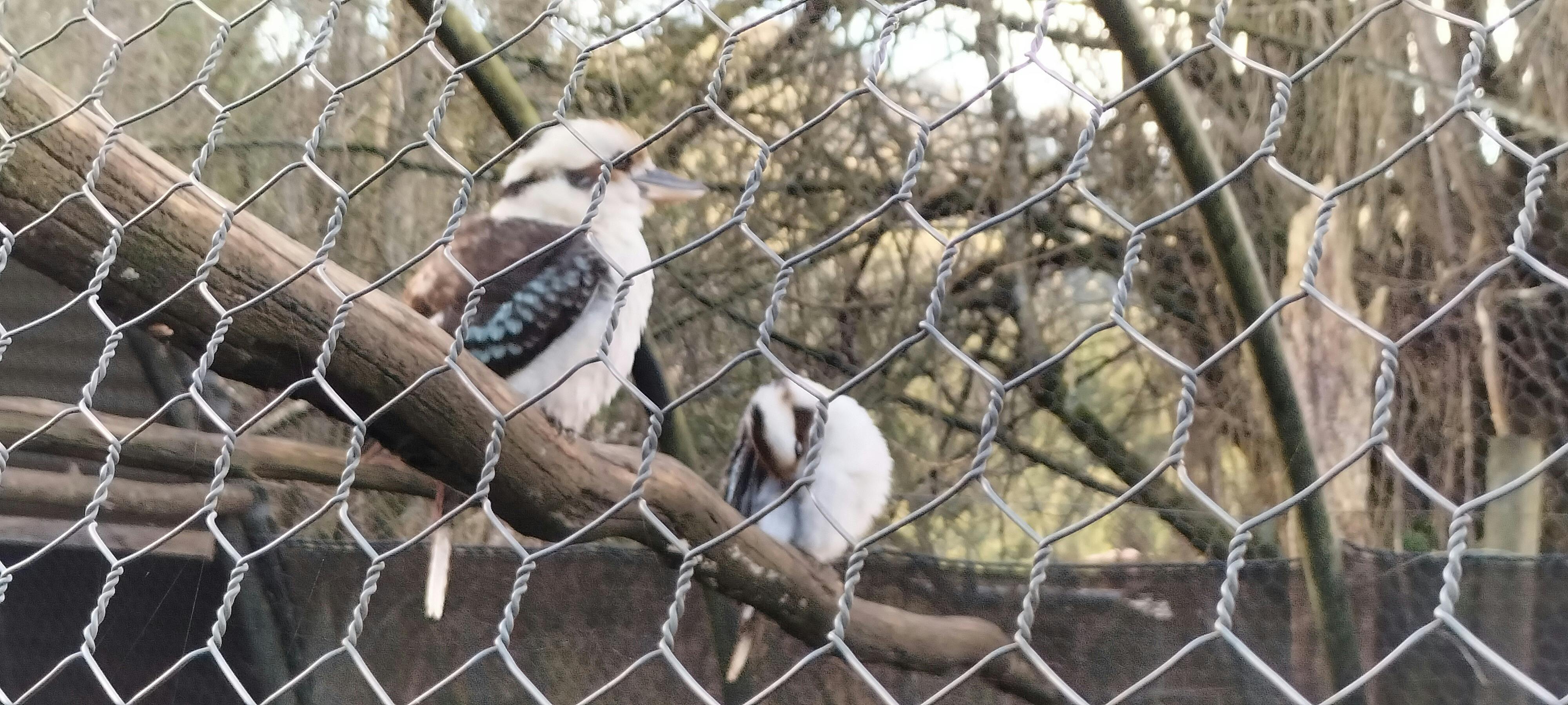 Kookaburra's
