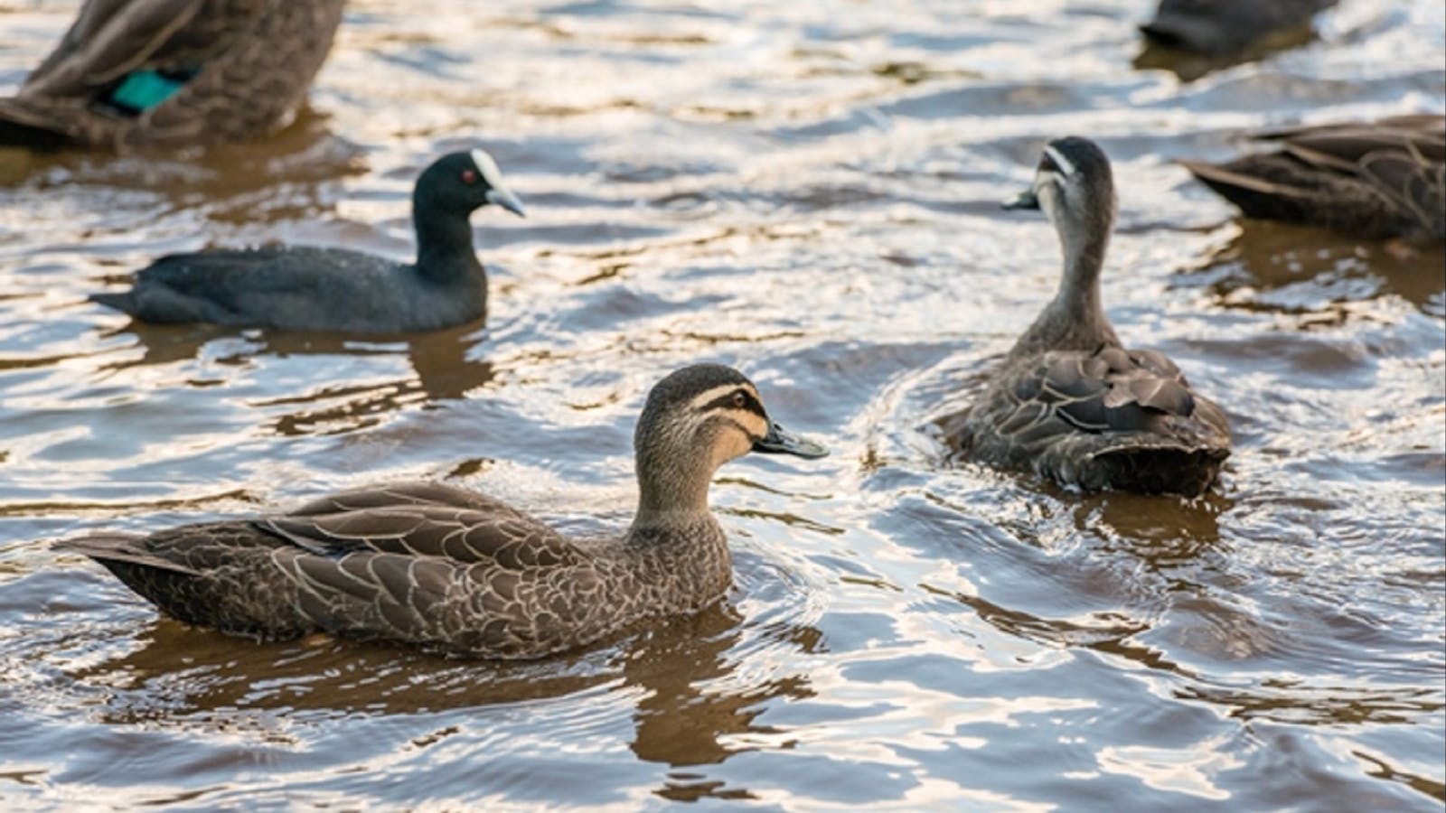 Toowoomba Water Bird Habitat