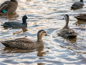 Toowoomba Water Bird Habitat