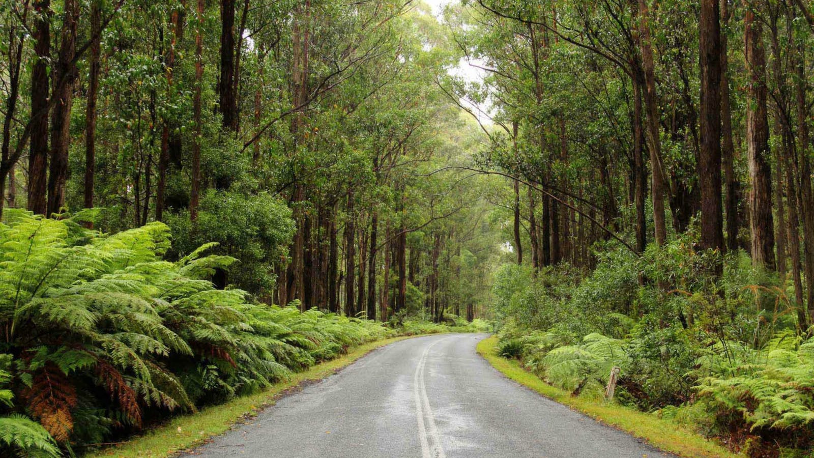 South East Forests National Park