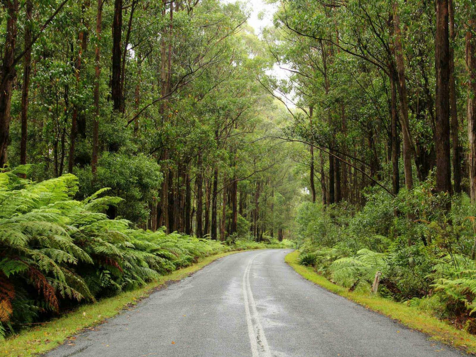 通往默特尔山瞭望台的道路，东南森林国家公园。照片：约翰 Yurasek