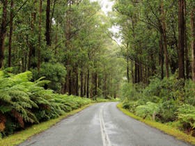 South East Forests National Park