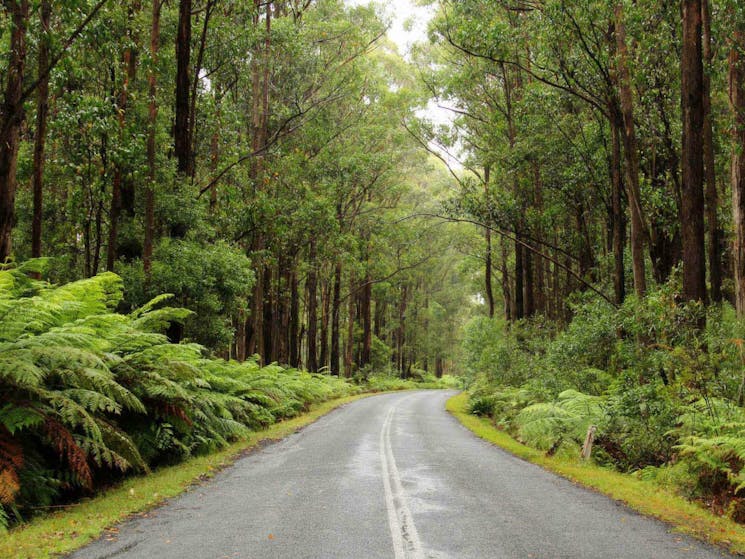 Road to Myrtle Mountain lookout, South East Forests National Park. Photo: John Yurasek